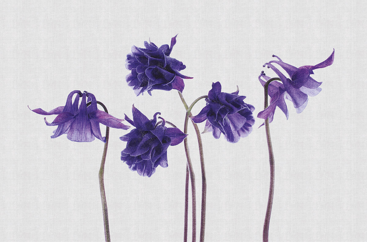 Campanula - papel de colgadura LondonArt 13CP