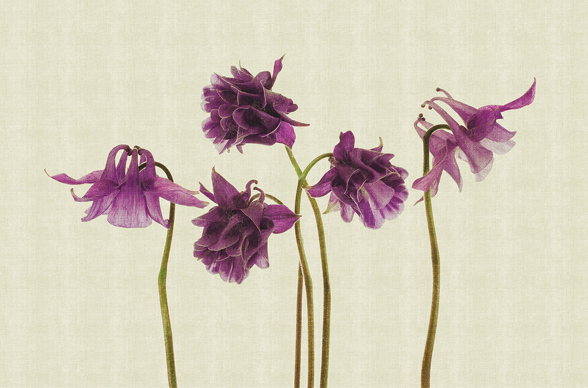 Campanula - papel de colgadura LondonArt 13CP