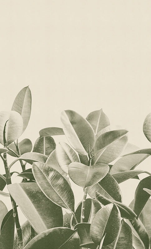 Rubber plant - papel de colgadura LondonArt 18056