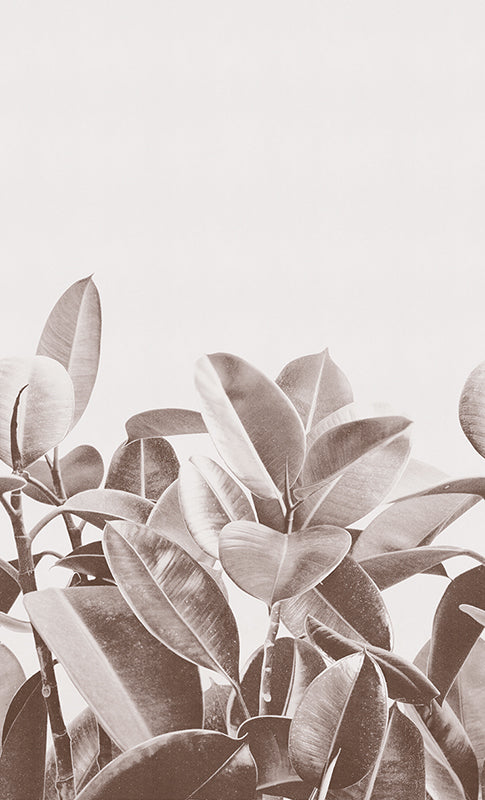 Rubber plant - papel de colgadura LondonArt 18056