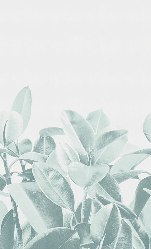 Rubber plant - papel de colgadura LondonArt 18056