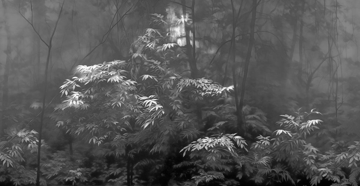 Into The Woods - papel de colgadura LondonArt 24019