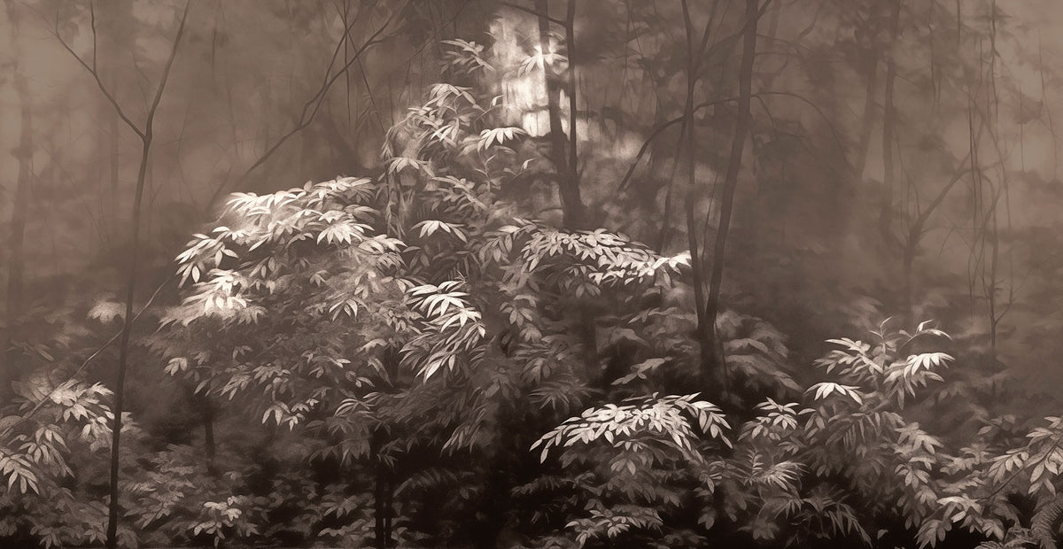 Into The Woods - papel de colgadura LondonArt 24019