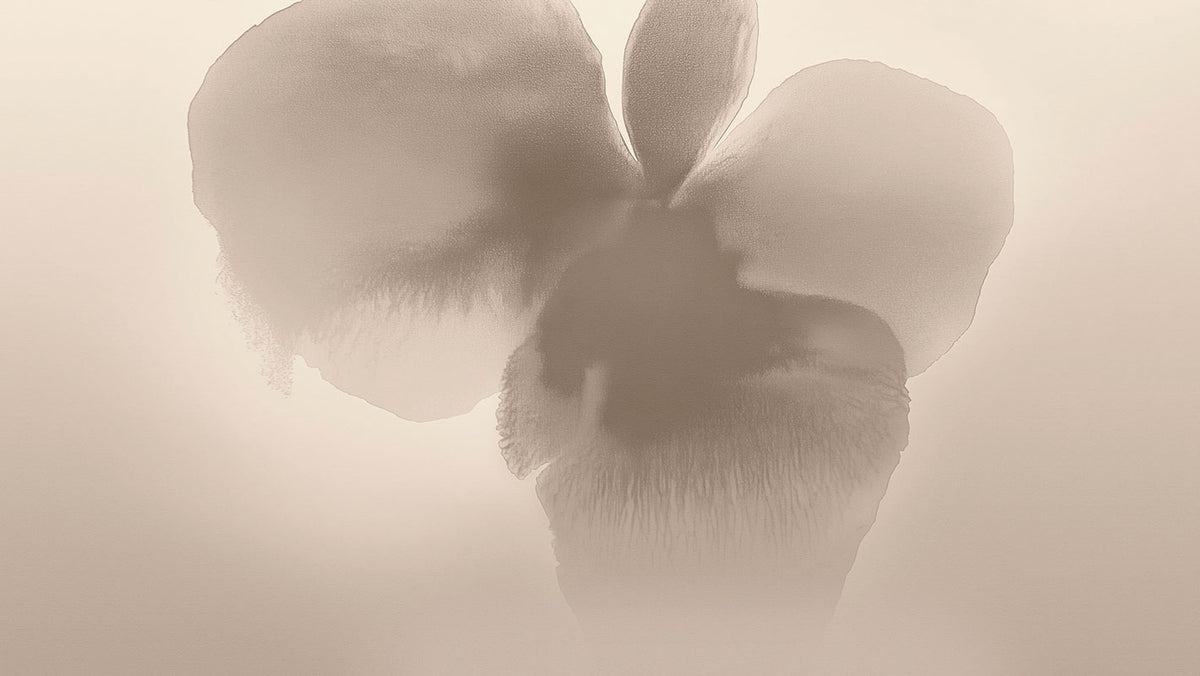 Petal Glow - papel de colgadura LondonArt 25007