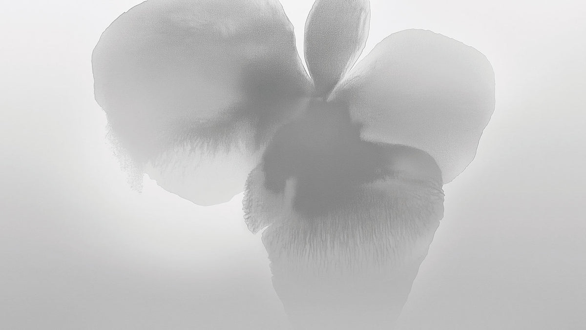 Petal Glow - papel de colgadura LondonArt 25007
